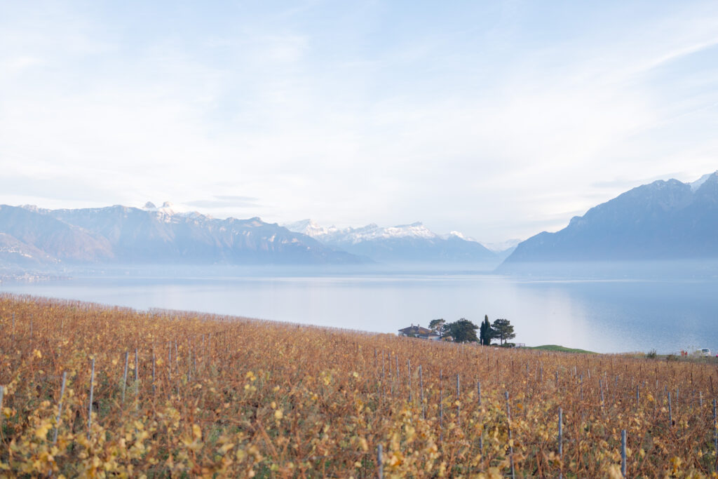 Golden autumn Lavaux vineyard with Lake Geneva and Alps in background